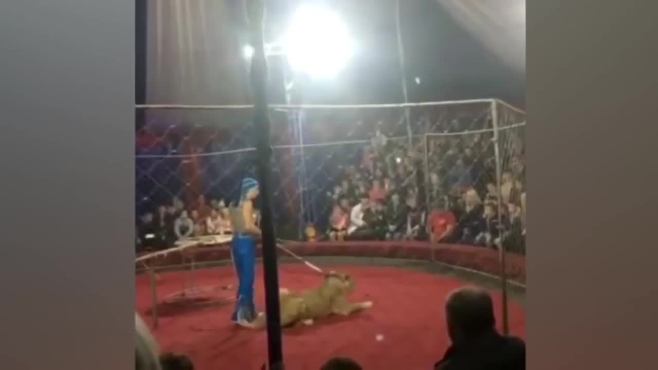 Львица напала на девочку в цирке краснодарский край. Львица в цирке. Лев напал на девочку. Львица в цирке напала на девочку. Лев напал на дрессировщика.